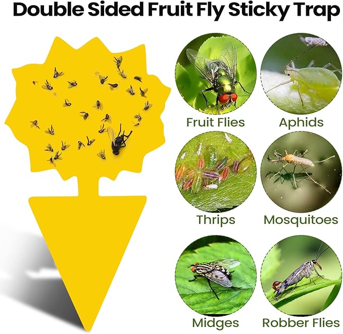 Qualirey 50 Sheets Fruit Fly Sticky Traps for Fruit Fly Gnat Trap for House Indoors Sticky Traps Catcher for Gnats Fungus Gnats Mosquito Catcher Kitchen Outdoor Plants(Classic Style, Yellow Color)