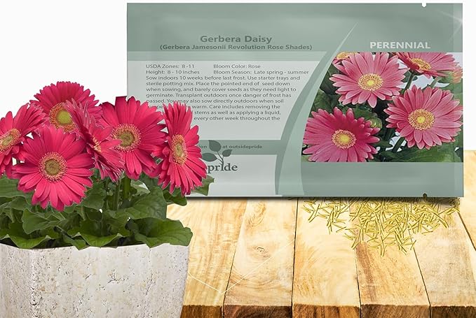 Outsidepride Rose Shades Gerbera Seeds - 10 Pcs Perennial, Compact & Low Maintenance, Flower Seeds for Planting w/Vibrant Rose Blooms, Ideal for Garden Landscaping & Cut Flower Arrangements
