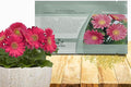 Outsidepride Rose Shades Gerbera Seeds - 10 Pcs Perennial, Compact & Low Maintenance, Flower Seeds for Planting w/Vibrant Rose Blooms, Ideal for Garden Landscaping & Cut Flower Arrangements