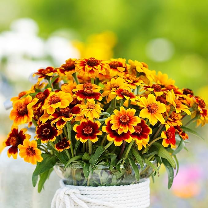Eden Brothers Mexican Zinnia Seeds - Persian Carpet, Non-GMO Seeds for Planting, 1/4 lb | Low-Maintenance Flower Seeds, Plant During Spring, Zones 3, 4, 5, 6, 7, 8, 9, 10