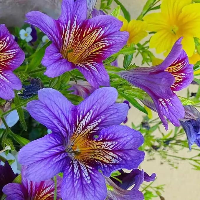 300+ Chilean Stunning Flowers Seeds for Planting Outdoor Non-GMO Heirloom