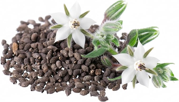 Seed Needs Borage Seeds for Planting White Borago officinalis Starflower - Non-GMO Heirloom & Untreated Herb Seed to Plant and Grow an Outdoor Home Grown Garden (1 Pack)