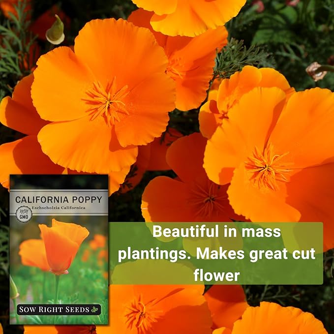 Sow Right Seeds - California Poppy Seeds for Planting - Non-GMO Heirloom Seed Packet with Instructions to Grow a Beautiful Flower Garden - Papery Orange Blooms for Outdoors - Self Sowing Perennial (1)