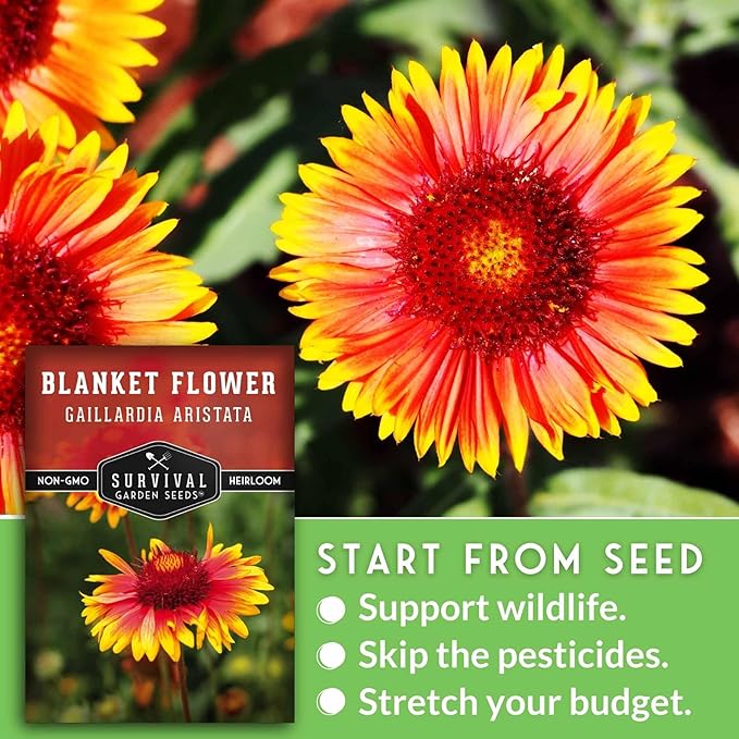 Blanket Flower Seeds for Planting - Perennial Gaillardia Aristata Firewheel Wildflower, Drought Tolerant Native Flower Seeds - Survival Garden Seeds (3 Packs)