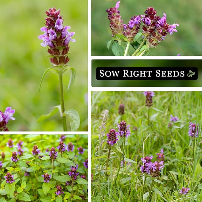Sow Right Seeds - Heal-All Seeds for Planting - Self Heal Prunella Vulgaris - Non-GMO Heirloom Medicinal Herb - Grow Your Own Wildflower Garden - Attracts Pollinators - Easy to Grow in Gardens (1)