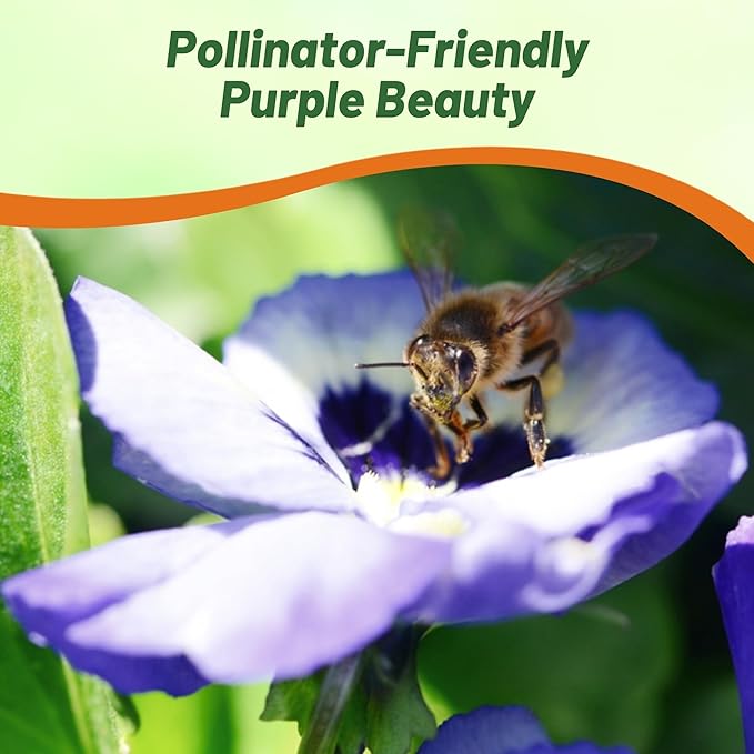 Outsidepride Purple & White Bicolor Beaconsfield Viola Pansy Seeds for Planting - 2,000 Pcs. Cold-Hardy & Pollinator Friendly Flowers with Fragrant Blooms for Garden Beds, Borders & Container Displays