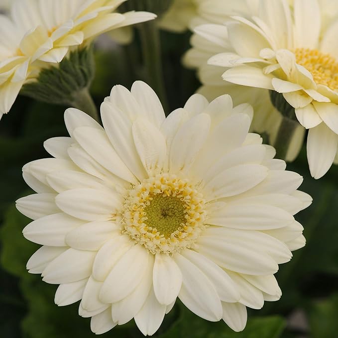 Outsidepride Vanilla Gerbera Seeds - 10 Pcs Perennial, Compact & Low Maintenance, Flower Seeds for Planting w/Vibrant White Blooms, Ideal for Garden Landscaping & Cut Flower Arrangements