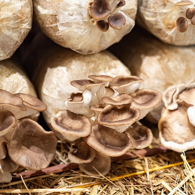 GREANER Mushroom Grow Bags 3 Mil, 4"x3"x20" Thick Autoclave Spawn Bags with Injection Port for Your Grain-50PCS