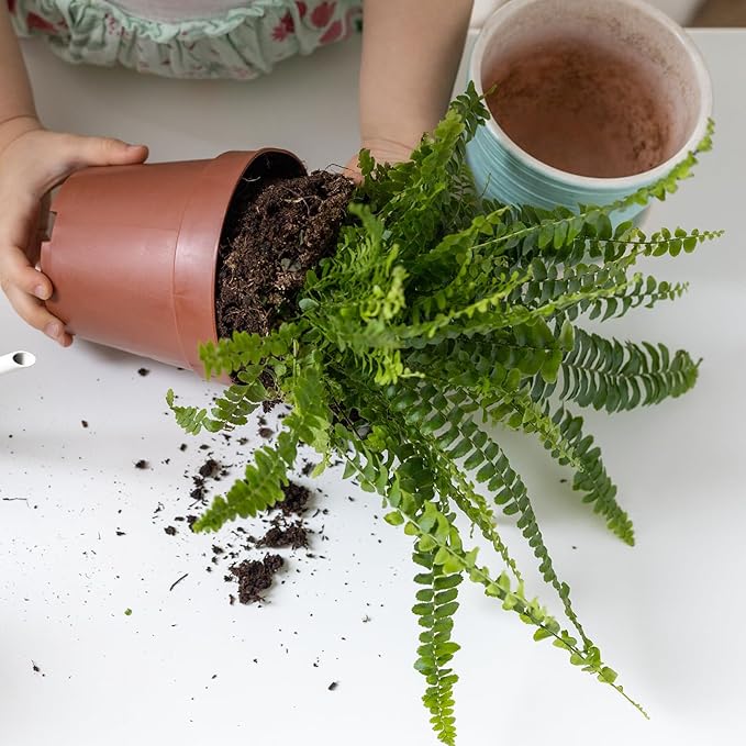 Doter Potting Soil Mix for Fern 4qt, Custom Hand Blended Mixture Suitable for Indoor/Outdoor Potted Fern Plant