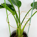5PCS 11 * 9.4 Inch Monstera Plant Support Stem - Premium Adjustable Leaf Holder & Fishbone Cactus Stake, Durable Gardening Tool for Climbing Plants, Easy Installation & Enhanced Stability