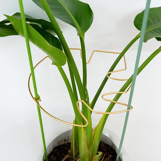 5PCS 11 * 9.4 Inch Monstera Plant Support Stem - Premium Adjustable Leaf Holder & Fishbone Cactus Stake, Durable Gardening Tool for Climbing Plants, Easy Installation & Enhanced Stability