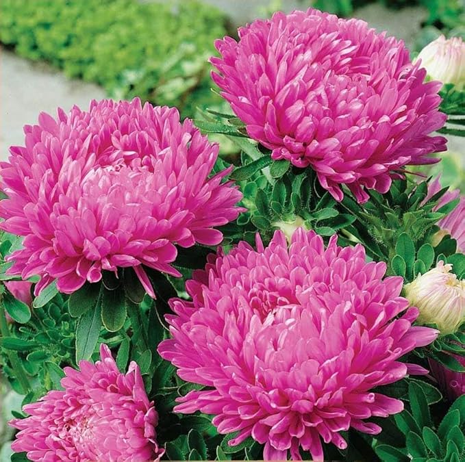 1000+ Perennial Mix Aster Flower Seeds for Planting Outdoors-Attracts Bees&Butterflies Fragrant Butterfly﻿