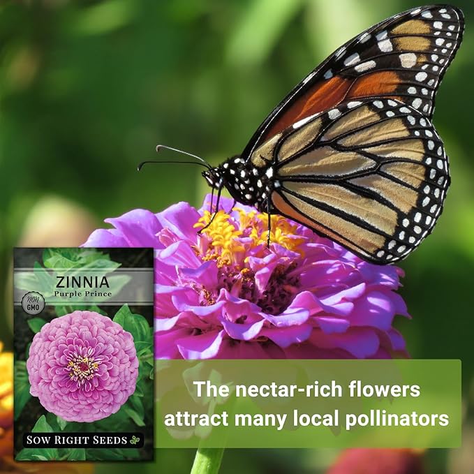 Sow Right Seeds - Purple Prince Zinnia Flower Seeds for Planting - Non-GMO Heirloom Seed - Heat & Drought Resistant - Huge Purple Blossoms - Beautiful to Plant in Your Garden - Cut and Come Again (2)