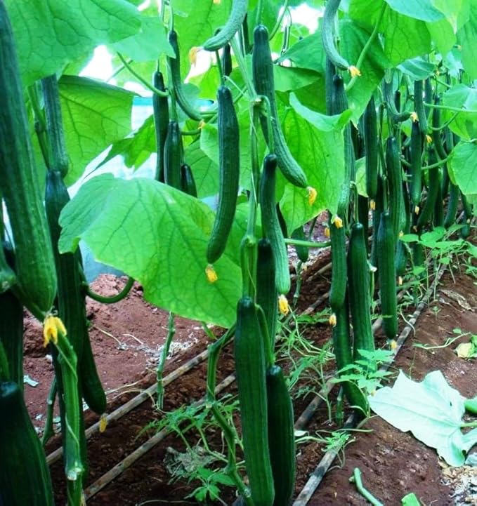 Seeds Cucumber Chinese Wonder Open-Pollinated / 60 Days/Non GMO/Heirloom