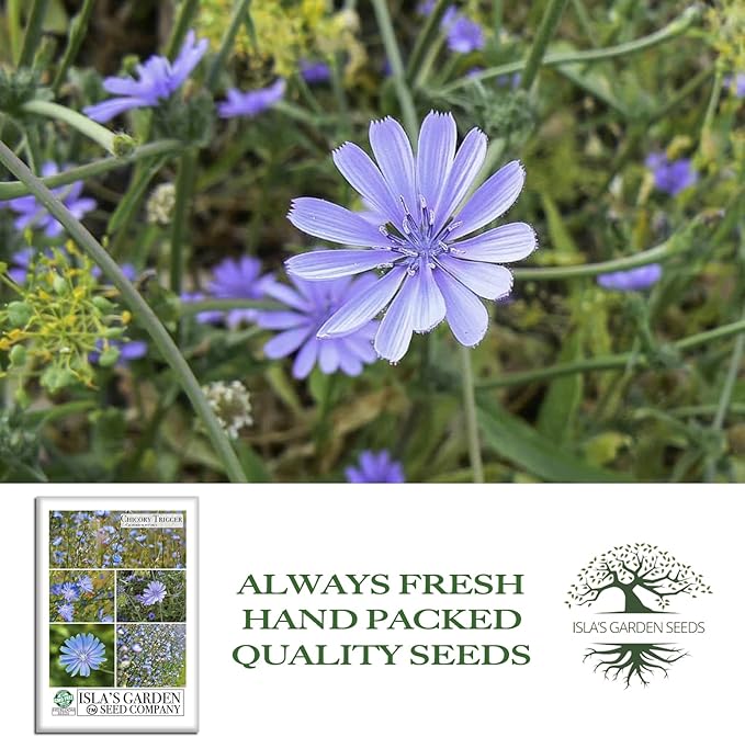 Trigger Chicory Flower Seeds (Cichorium intybus) – 1500+ Heirloom Non-GMO Seeds by Isla’s Garden Seeds, Blue Chicory Wildflower, Pollinator-Friendly Meadow Blooms, Naturalized Landscape Flower, Herb