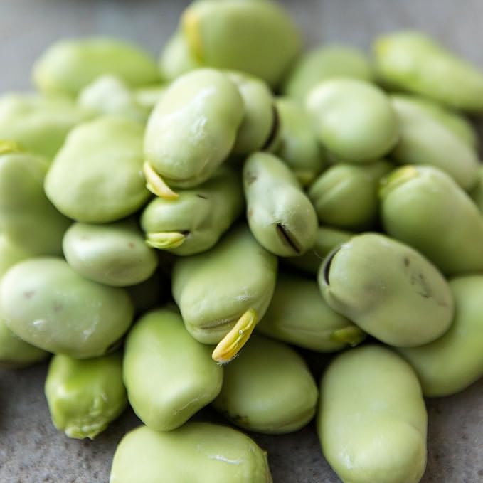 Seed Needs Henderson Lima Bush Bean Seeds for Planting | 2 Ounce 150+ Seeds Phaseolus Vulgaris Non GMO Vegetable Seed Garden Variety | Easy to Grow Lima Bean Seed Home Garden Favorite | Bulk