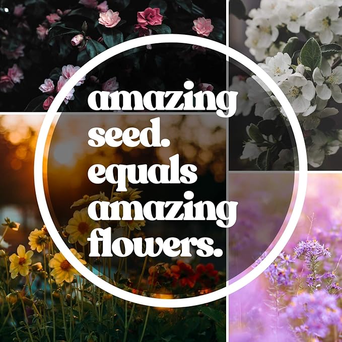 Zinnia Seeds for Planting Outdoors - ~1,500 Lilliput Semi-Dwarf Zinnia Seeds - Dazzling 1-2" Lush Pompom-Like Dwarf Bulbs - Zinnia elegans Pollinator Seed Mix - Bright Annual Flower Seed Packets