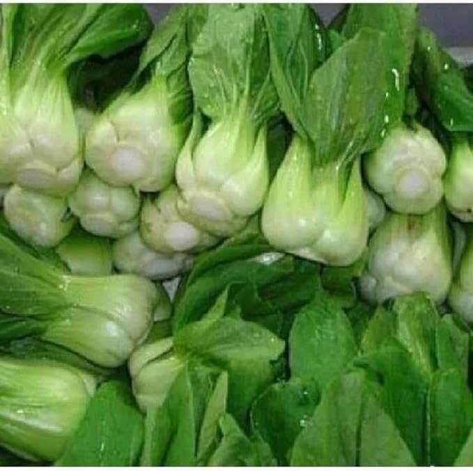 ZEshops Chinese Cabbage Seeds for Planting – 1000 Seeds Fast Growing Leafy Vegetable Seeds for Outdoor Garden or Containers, Easy to Grow Home Garden Seeds