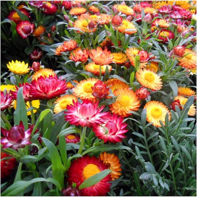 Seed Needs Strawflower Seeds for Planting - Heirloom & Open Pollinated Annual Flower Seed - Grow a Colorful Mix of Wildflowers for a Butterfly Garden, Bouquets & Floral Arrangements (1 Pack)