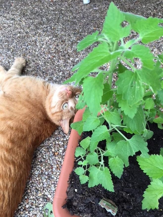 Gaea's Blessing Seeds - Catnip Seeds - Non-GMO Heirloom Seeds Nepata Cataria Open-Pollinated - with Easy to Follow Instructions - 90% Germination Rate Net Wt. 1.1g (Single Pack)