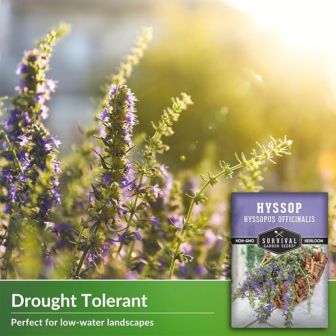 Survival Garden Seeds - Hyssop Seed for Planting - 2 Packets with Instructions to Plant and Grow Hyssopus Officinalis in Your Home Herb Garden - Non-GMO Heirloom Hummingbird Mint