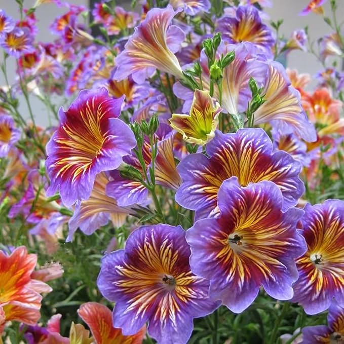 300+ Chilean Stunning Flowers Seeds for Planting Outdoor Non-GMO Heirloom