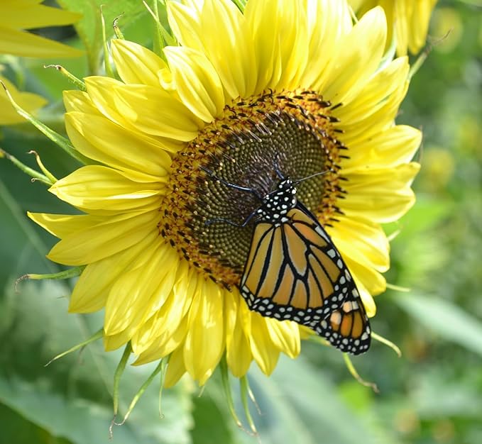 Yellow Sunflower Seeds for Planting - 25 Heirloom Non GMO Lemon Queen Flower Seeds Plant & Grow Home Outdoor Annual Garden - 1 Packet