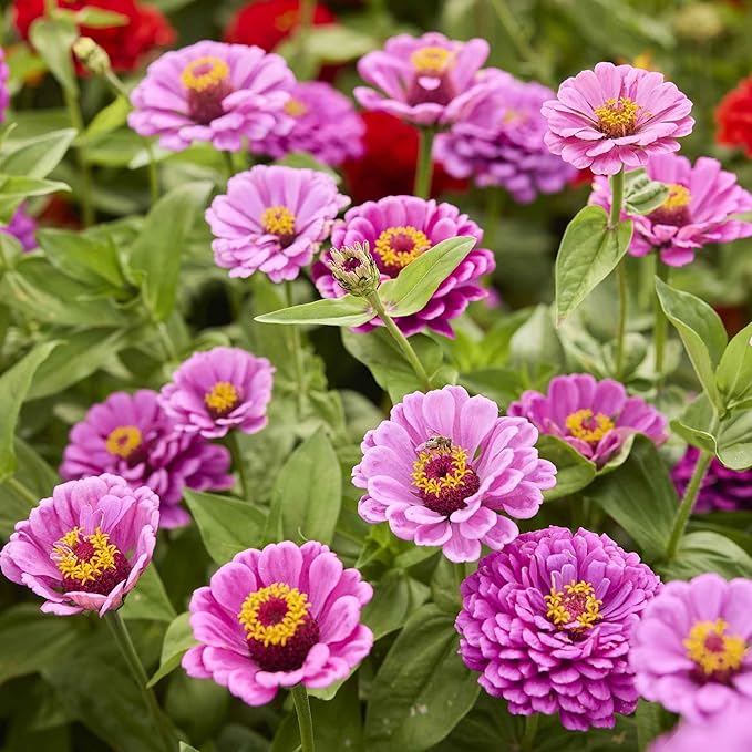 Eden Brothers Zinnia Seeds - Dream, Non-GMO Seeds for Planting, 1/4 lb | Low-Maintenance Flower Seeds, Plant During Spring, Zones 3, 4, 5, 6, 7, 8, 9, 10