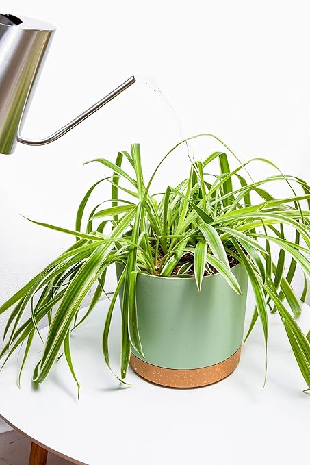 rePotme Houseplant Food - All Purpose Indoor Plant Fertilizer - Feed ME! Houseplant Liquid Fertilizer (8 oz)
