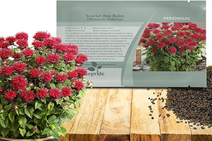 Outsidepride Scarlet Bee Balm Seeds - 250 Pcs Perennial, Easy to Grow & Pollinator Friendly Monarda Didyma Flower Seeds for Planting Mint Scented Leaves & Edible Blooms, Ideal for Teas & Potpourri