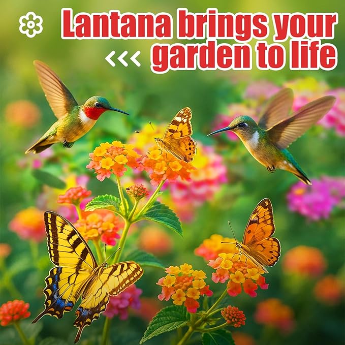900+ Lantana Flower Seeds – Mixed Colors | Heat & Drought-Tolerant, Easy to Grow | Attracts Butterflies & Hummingbirds | Great for Gardens, Balconies, Planters