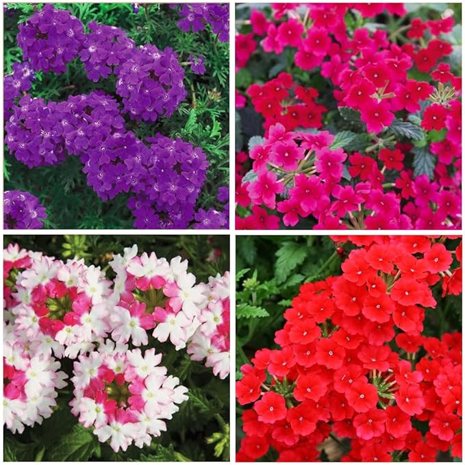 10000+ Perennial Verbena Flower Seeds for Planting Outdoors Non-GMO Heirloom