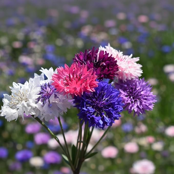 3,000 Bachelor Button Seeds for Planting - Cornflower Wildflower Seed (Centaurea cyanus), Non-GMO Heirloom Flowers, Pollinator Garden, Attracts Bees & Butterflies, Cut Bloom for Outdoor Borders