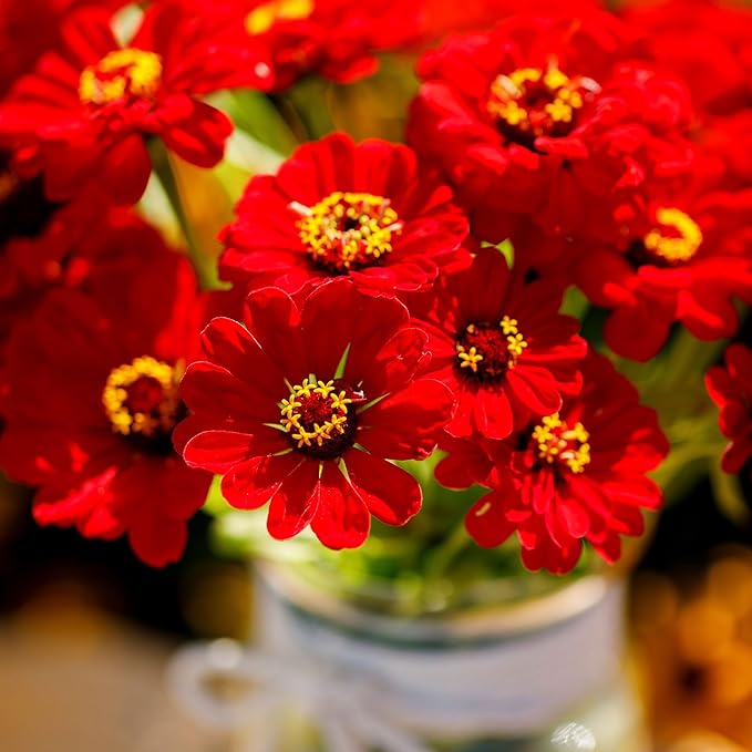 Eden Brothers Zinnia Seeds - Scarlet Flame, Non-GMO Seeds for Planting, 1/4 lb | Low-Maintenance Flower Seeds, Plant During Spring, Zones 3, 4, 5, 6, 7, 8, 9, 10