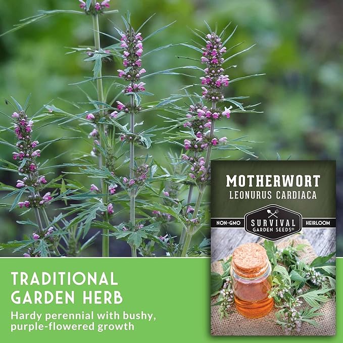 Motherwort Seeds for Planting - Plant & Grow Lion's Tail Medicinal Herbs in Your Home Herb Garden - Non-GMO Heirloom Variety - Survival Garden Seeds