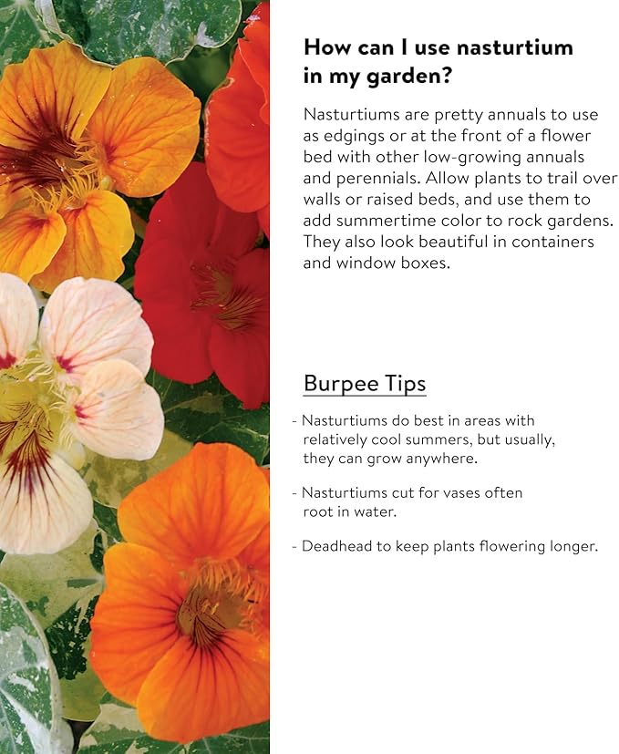 Burpee Alaska Mix Nasturtium Seeds 125 seeds