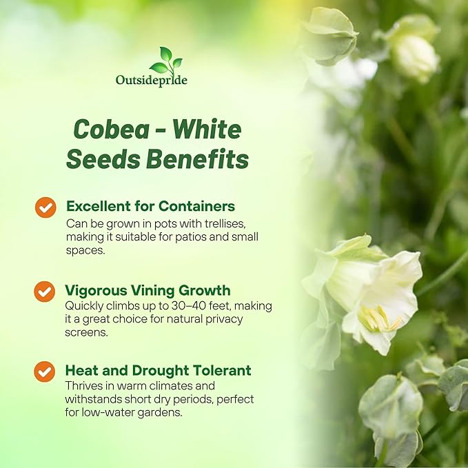 Outsidepride White Cobea Cup and Saucer Vine Seeds - 100 Pcs Perennial Climbing Vine Flower Seeds with Lush Foliage & Large Flowers That Attract Pollinators, for Fences, Trellises, or Walls
