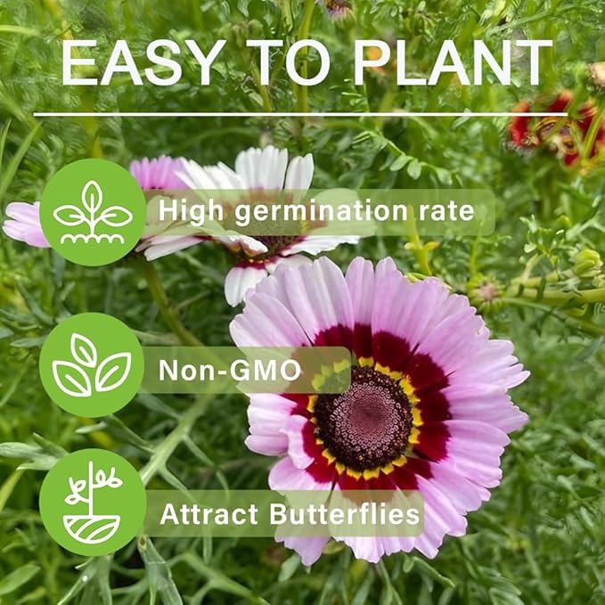 1000+ Perennial Painted Daisy Rainbow Mix Flower Seeds for Planting Outdoors-Chrysanthemum Carinatum Flower Garden Seeds Fragrant Butterfly