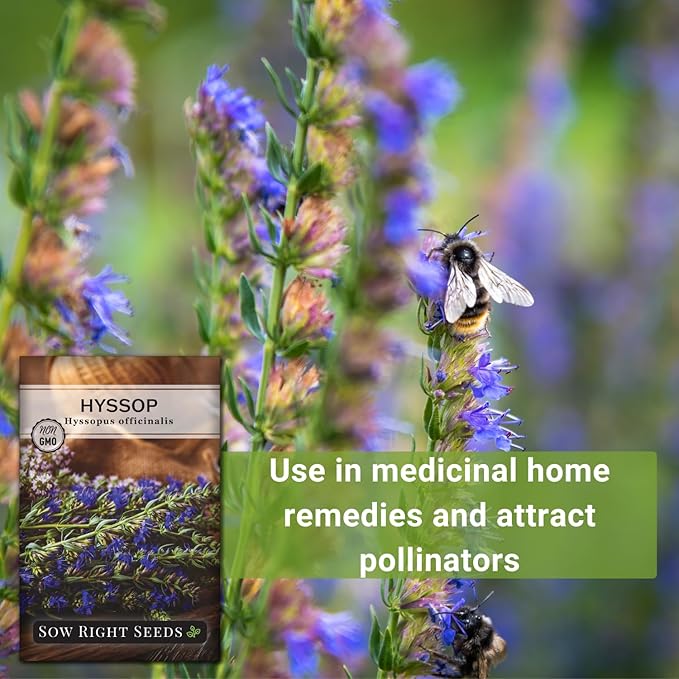 Sow Right Seeds - Hyssop Seed for Planting - Medicinal Herb to Plant in Your Garden - Outdoors - Attracts Pollinators - Stunning Purple Flowers - Non-GMO Heirloom Seeds - Great Gardening Gift (2)