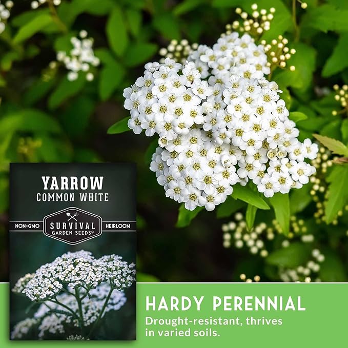 Yarrow Seeds for Planting - White Common Heirloom Medicinal Herb Seeds for Dye & Pollinator Gardens, Easy to Grow Perennial Flowers - Survival Garden Seeds (5 Packs)