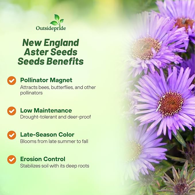 Outsidepride New England Aster Seeds - 1000 Pcs Perennial, Hardy & Pollinator Friendly Flower Seeds for Planting Vibrant Purple Blooms and Lance-Shaped Leaves, Ideal for Meadows & Aesthetic Gardens