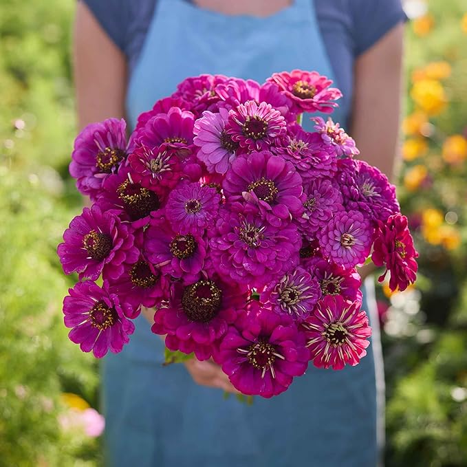 Eden Brothers Zinnia Seeds - Purple Prince, Non-GMO Seeds for Planting, 1/4 lb | Low-Maintenance Flower Seeds, Plant During Spring, Zones 3, 4, 5, 6, 7, 8, 9, 10