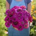 Eden Brothers Zinnia Seeds - Purple Prince, Non-GMO Seeds for Planting, 1 oz | Low-Maintenance Flower Seeds, Plant During Spring, Zones 3, 4, 5, 6, 7, 8, 9, 10
