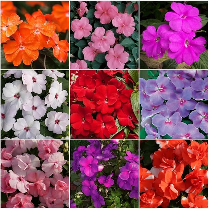 500 Mix Impatiens Seeds - Non-GMO Mixed Color Annual Flower Seed, Pollinator Friendly & Compact with Vibrant Abundant Blooms for Shade Gardens & Container Planting