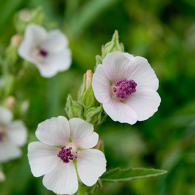TKE Farms & Gardens - Marshmallow Seeds for Planting, 250+ Non-GMO, Heirloom Seeds, Grow Marshmallow Root for Herbal Tea, Perennial Herb, Instructions Included