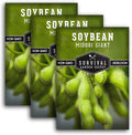 Midori Giant Soybean Seeds for Planting - Grow Protein-Rich Edamame Pods in Your Home Vegetable Garden - Non-GMO Heirloom Soy Bean - Survival Garden Seeds (3 Packs)