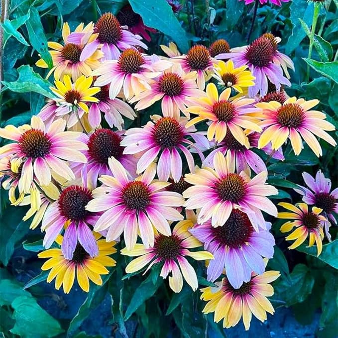 2100+ Mix Echinacea ConeFlower Seeds for Planting-Non-GMO Heirloom Plant Seeds Garden Outdoor-Colored Blooms