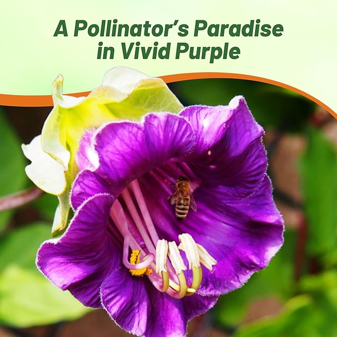 Outsidepride Violet Cobea Cup and Saucer Vine Seeds - 100 Pcs Perennial Climbing Vine Flower Seeds with Lush Foliage & Large Flowers That Attract Pollinators, for Fences, Trellises, or Walls