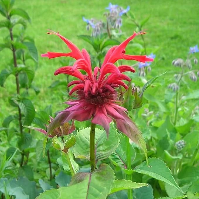 1000 Bee Balm Flower Seeds – Bright Red Perennial Blooms for Pollinator-Friendly Gardens