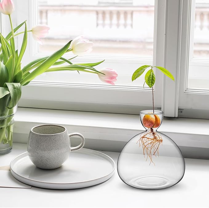 Large Avocado Vase Grow Glass Bulb Vases Acorn Seed Starter Vase Avocados Pit Planter Pot for Gardening Lover Indoor Hydroponics